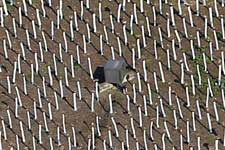 Land Art project - Pieter Janszoon Saenredam.
